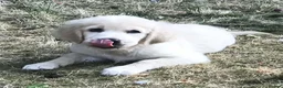 Golden Retriever dogs for sale: Championship lines puppies-ready now - Advert 26