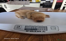 Labrador Retriever dogs for sale: KC REG Lab puppys x 2/11 ready to take home - Image 21
