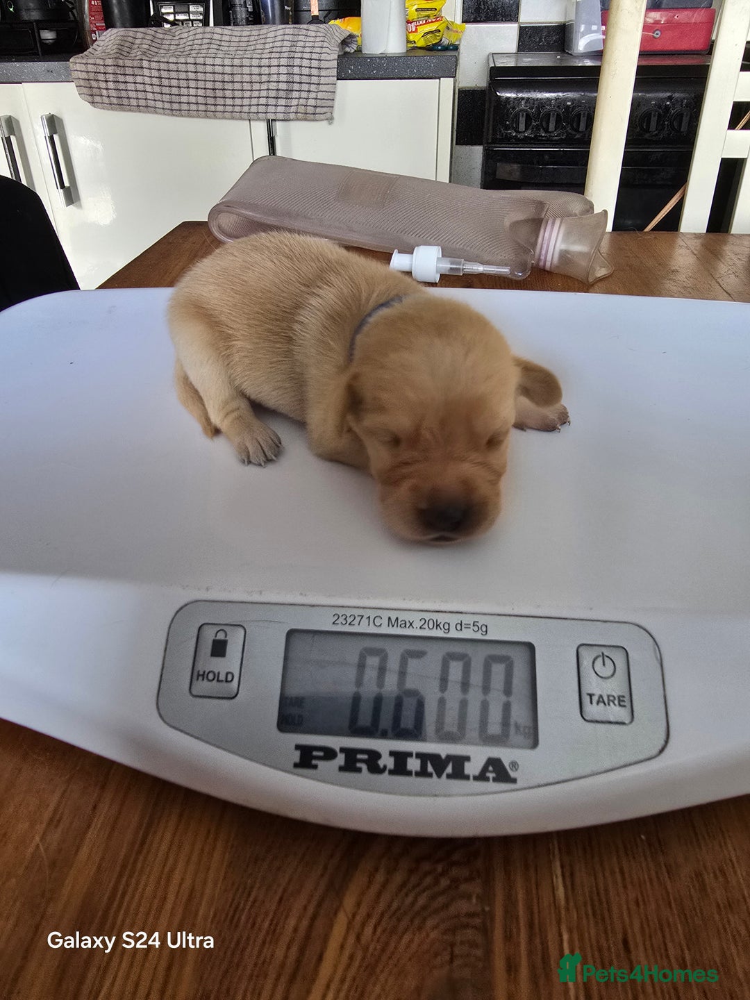 Labrador Retriever dogs for sale: KC REG Lab puppys x 2/11 ready to take home - Image 21