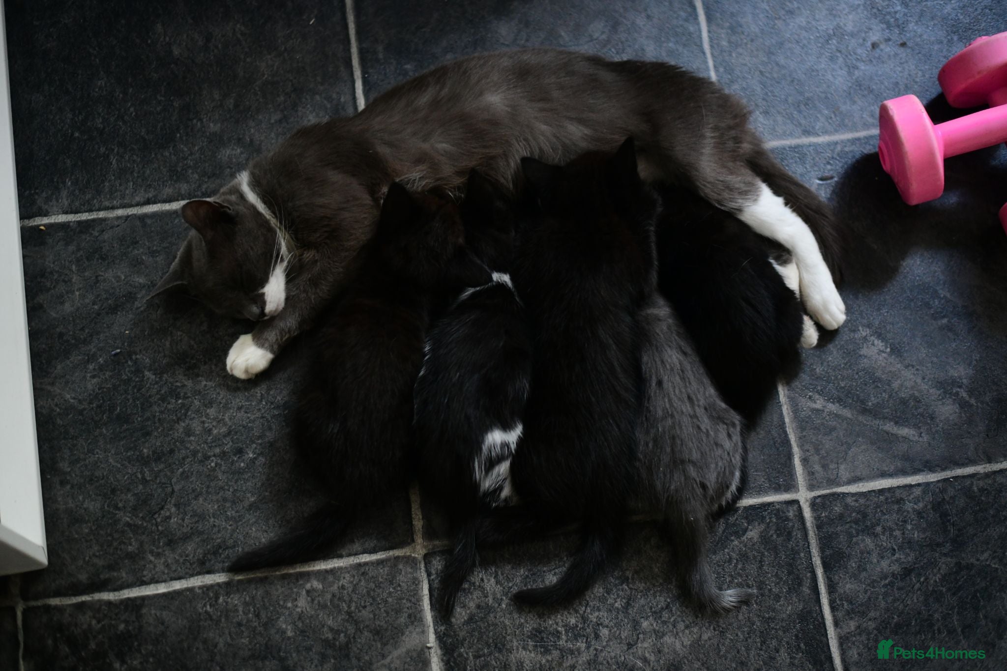 Munchkin cats Cute Tuxedo Kitten is looking 4 good home - Advert 6