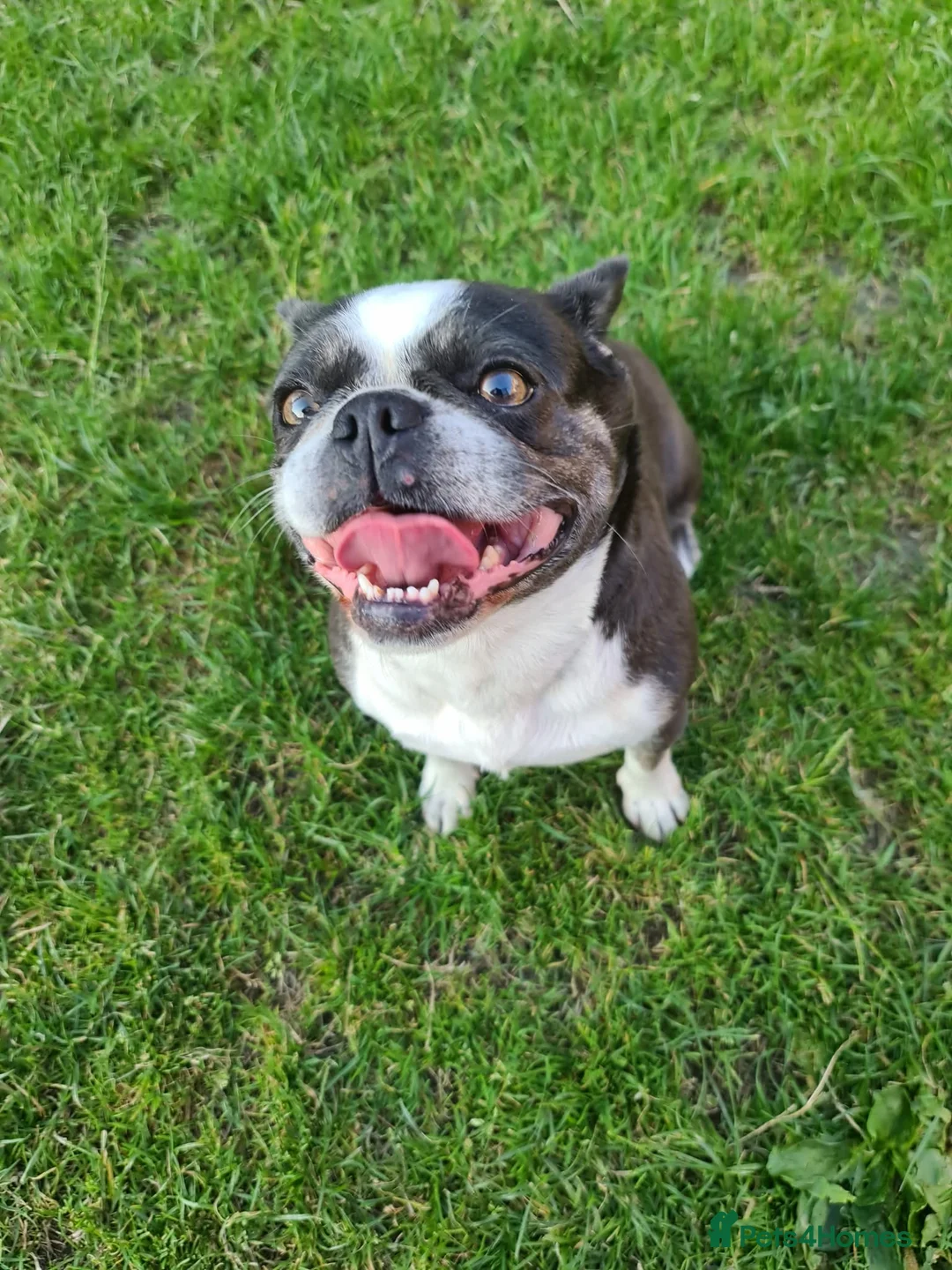 Mixed Breed dogs for sale: The black and white dog - Advert 2