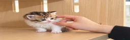 Selkirk Rex cats for sale: Beautiful Selkirk Rex Shorthair Kittens  - Advert 23