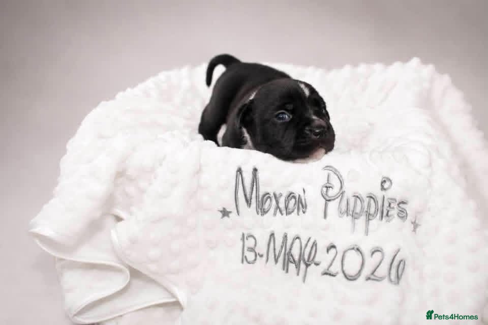 American Bull Staffy dogs Black and white staff, blue mother, white father  - Advert 17