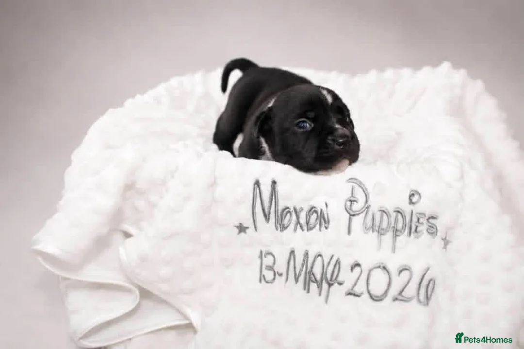 American Bull Staffy dogs for sale: Black and white staff, blue mother, white father  in Doncaster - Advert 1