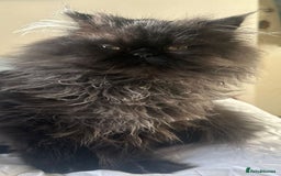 Persian cats for sale: Goregeous Grey Blackpoint Persian Chinchilla - Image 5