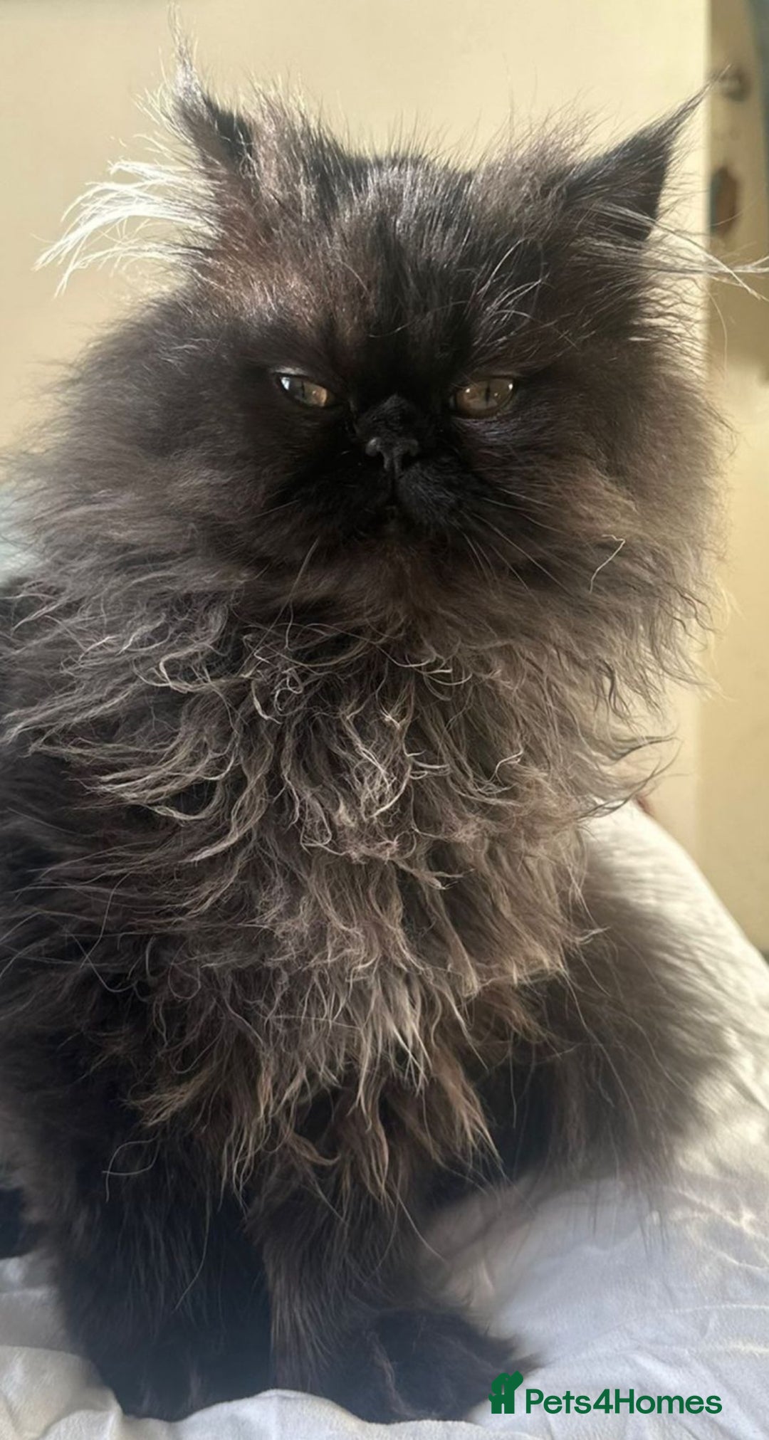 Persian cats for sale: Goregeous Grey Blackpoint Persian Chinchilla - Image 5