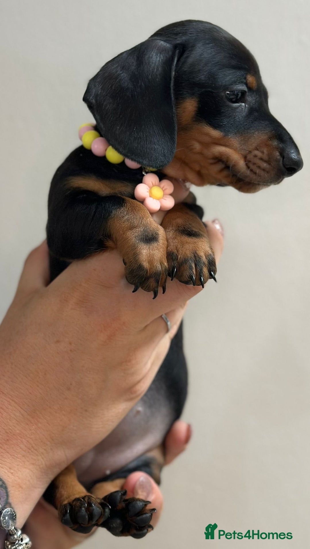 Miniature Dachshund dogs for sale: Beautiful smooth haired miniature dachshunds - Image 15