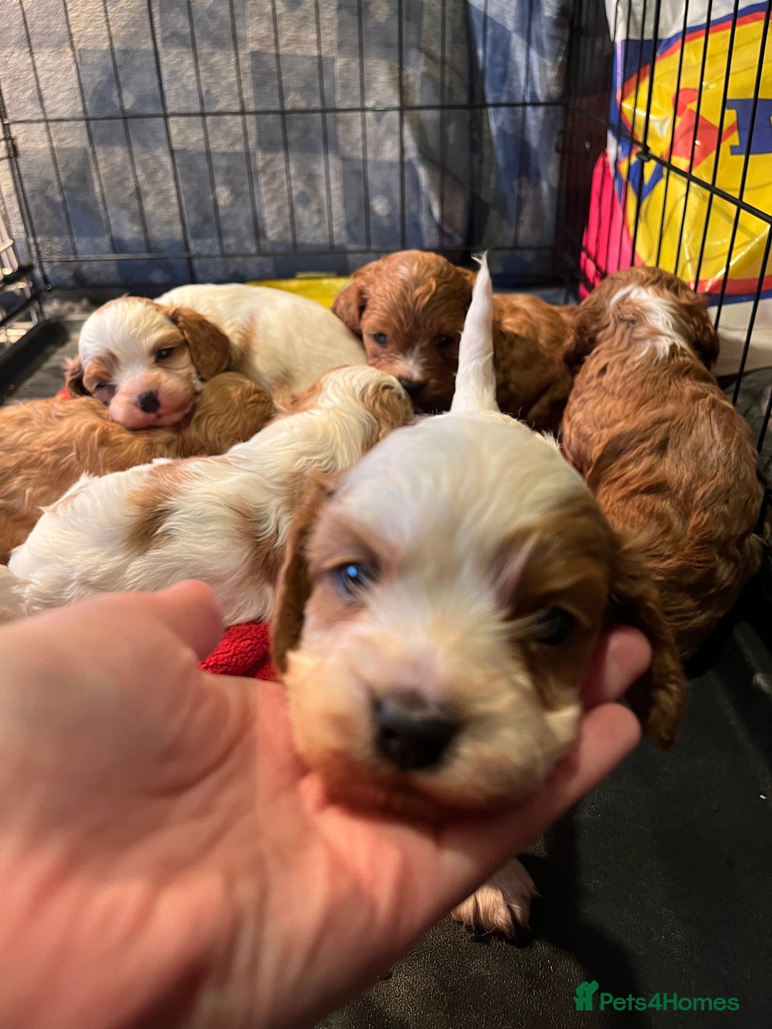 Cavapoo dogs for sale: 6 beautiful Cavapoo puppies for sale - Advert 5