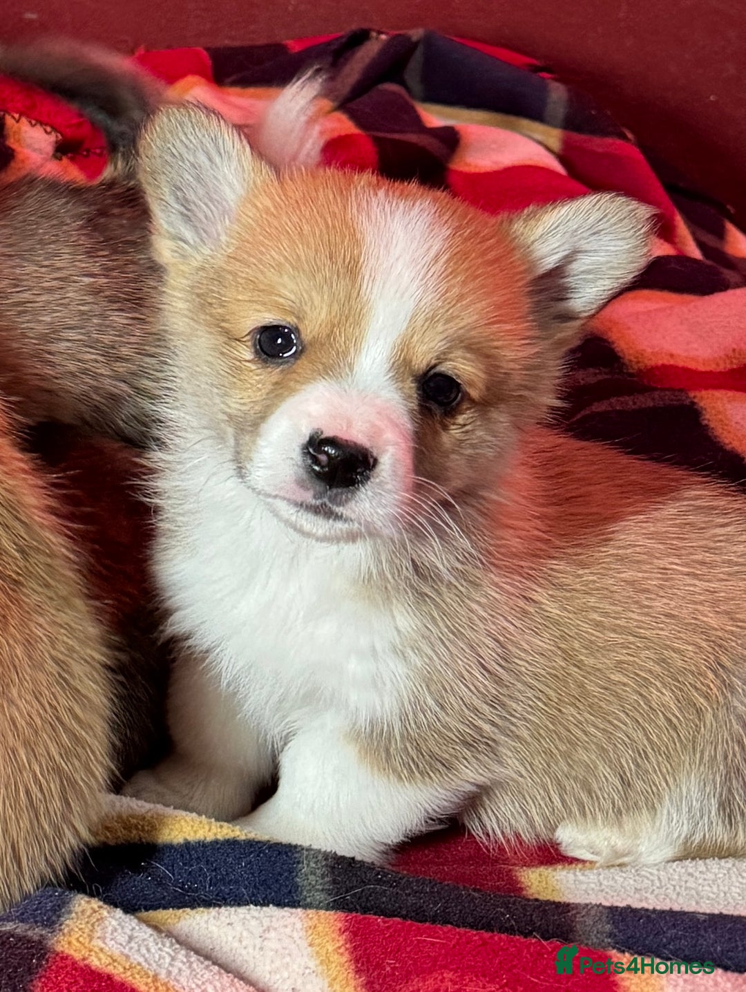 Welsh Corgi Pembroke dogs for sale: Champion bloodlines on both sides, great with kids - Advert 6