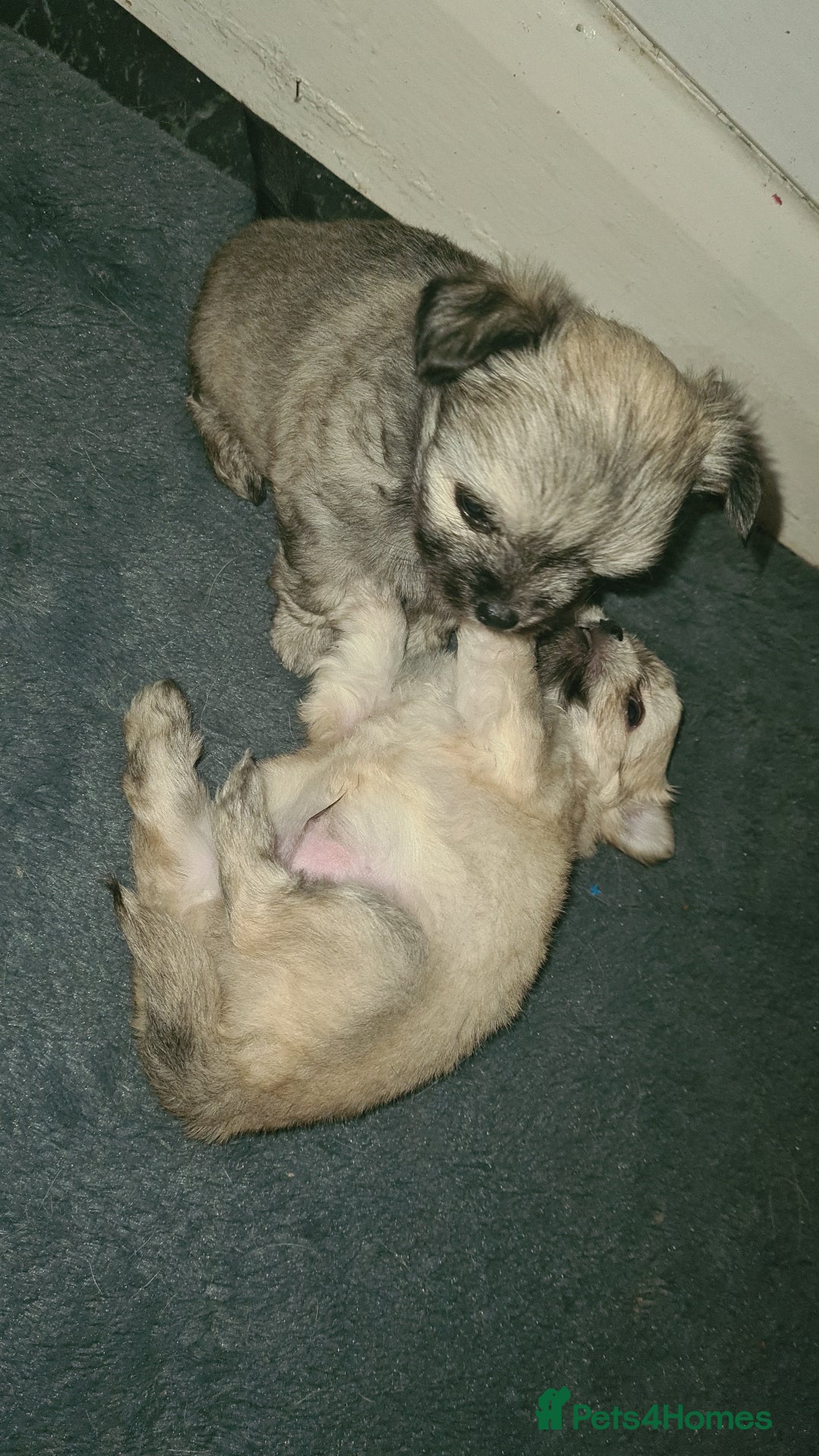 Mixed Breed dogs for sale: Stunning Designer Puppys - maltese x chihuahua  - Image 7