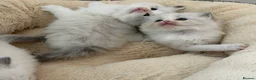 Ragdoll cats for sale: Blue Lynx Bi-colour European  - Advert 11