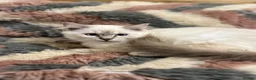 Ragdoll cats for sale: ❤️ Gorgeous ragdoll kittens ready now  ❤️ - Advert 10