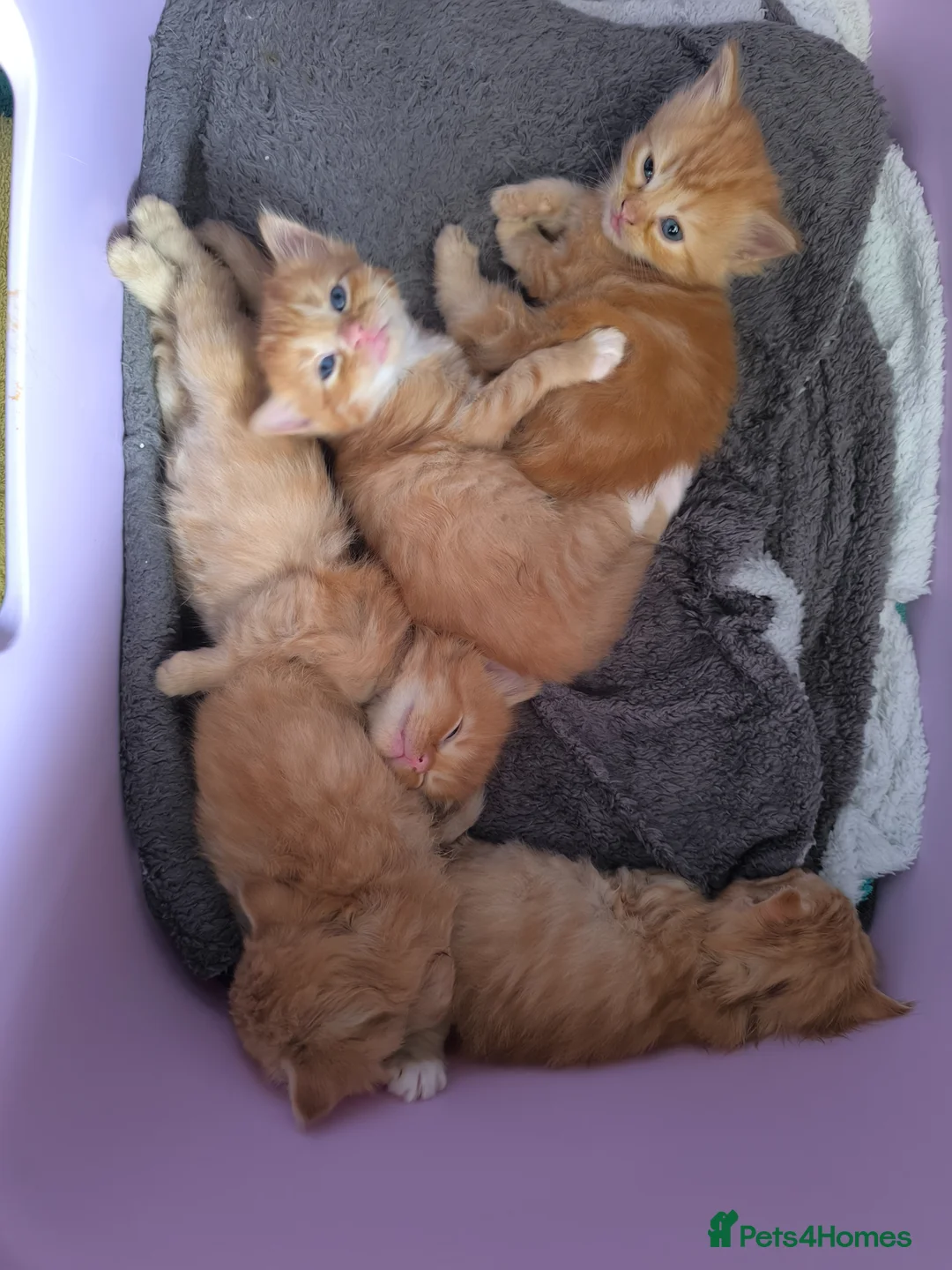 Ragdoll cats for sale: Persian/ragdoll mix 4 adorable ginger kittens - Advert 2