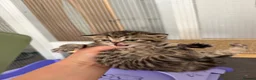 British Shorthair cats for sale: BSH chinchila 💝💝🌟🌟🌟🌟🌟🥇🥇🥇🥇 - Advert 18