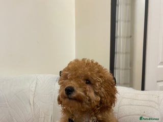 Toy Poodle dogs - Advert 30