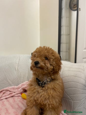Toy Poodle dogs - Advert 1