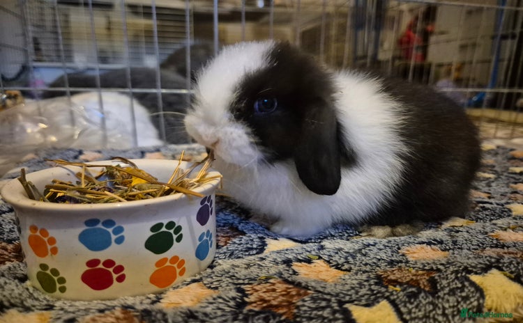 Mini Lop rabbits - Advert 4