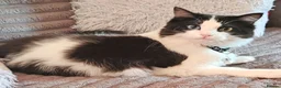 Ragdoll cats for sale: Very affectionate fur baby. in Margate - Advert 3
