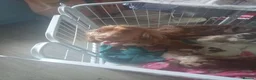 Cocker Spaniel dogs for sale: 4 show cocker spaniels for sale - Advert 6