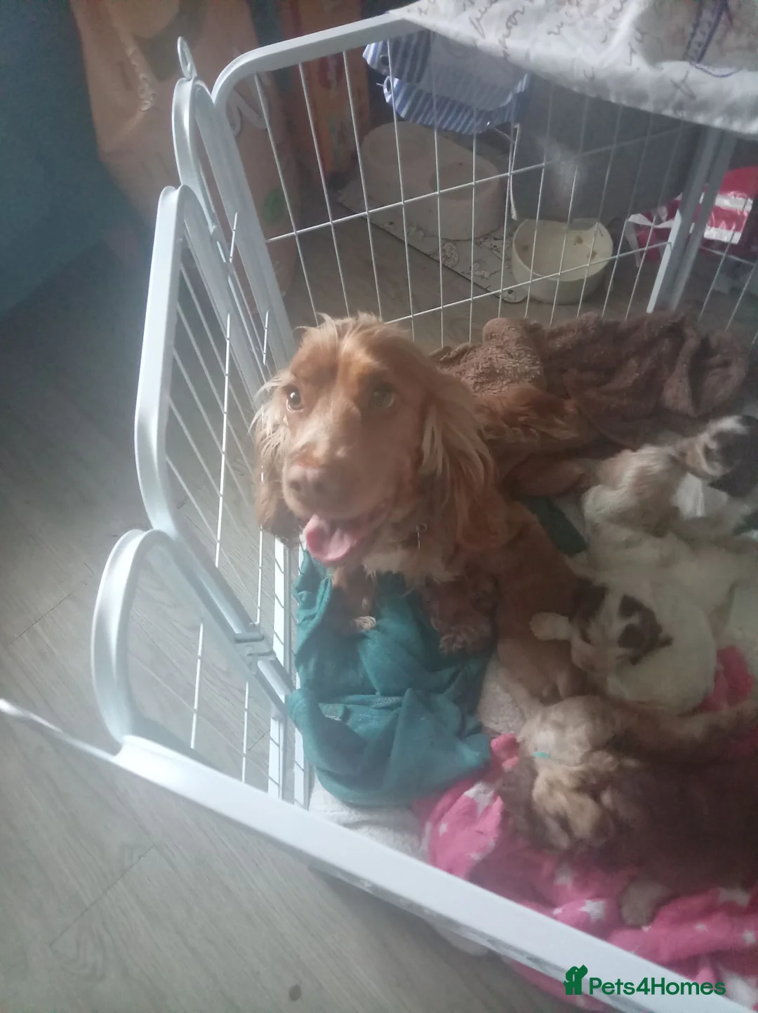 Cocker Spaniel dogs for sale: 4 show cocker spaniels for sale - Advert 6