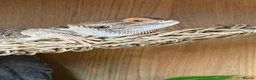 Bearded Dragon reptiles for sale: Year old bearded dragon for sale - Advert 2