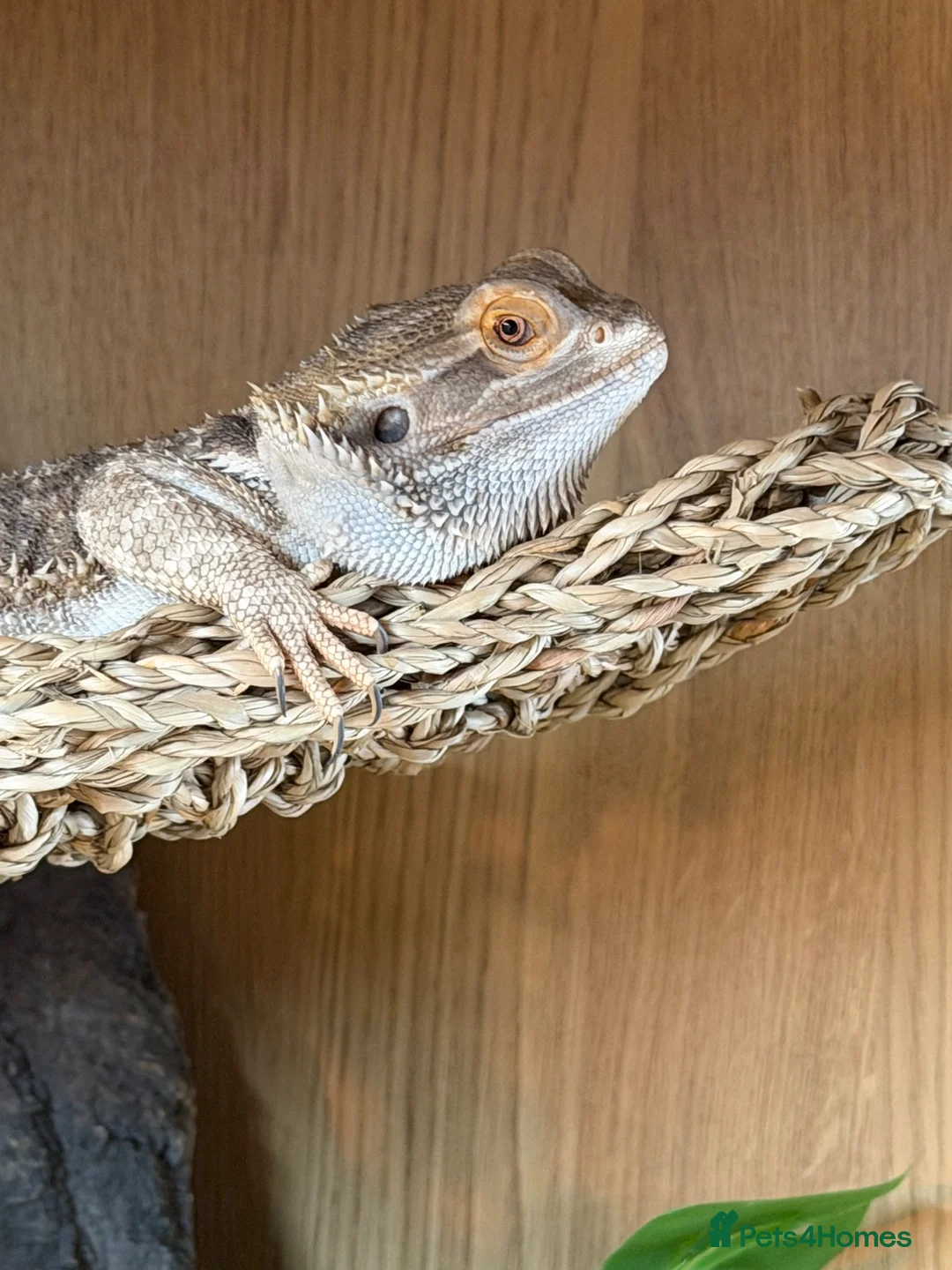 Bearded Dragon reptiles for sale: Year old bearded dragon for sale - Advert 2