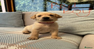 Labrador Retriever dogs - Advert 11