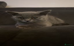 British Shorthair cats for sale: Only 2 Males Left  - Image 8