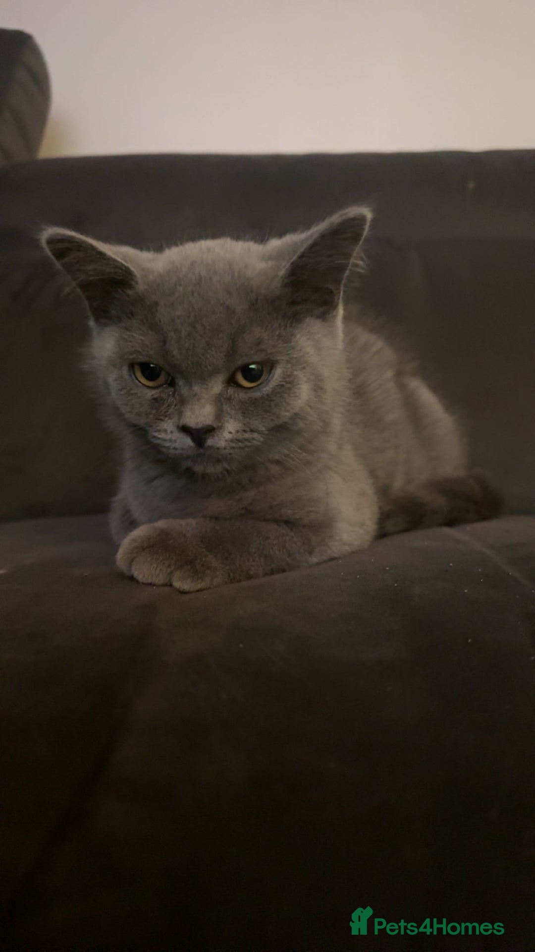 British Shorthair cats for sale: Only 2 Males Left  - Image 8