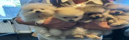 Pomeranian dogs for sale: Stunning boy  Pomeranian puppy - Advert 12