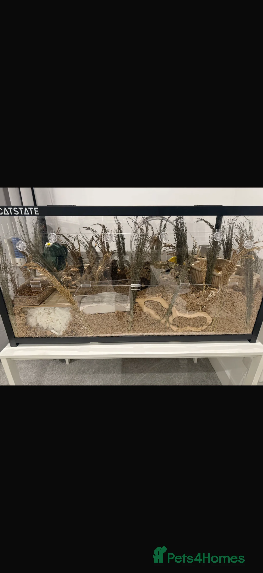 Hamster rodents for sale: Beautiful Syrian Hamster and full set up in Hemel Hempstead - Advert 2