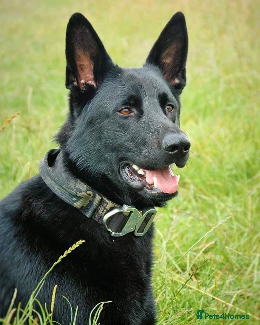 German Shepherd dogs for stud: STUD KC Working Line German Shepherd - Image 4