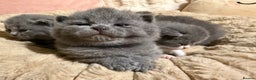 British Shorthair cats for sale: Pure British Shorthair kittens Champion line🥇😻🏆 - Advert 7