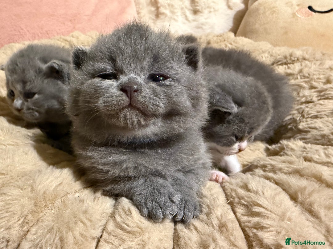 British Shorthair cats for sale: Pure British Shorthair kittens Champion line🥇😻🏆 - Advert 7