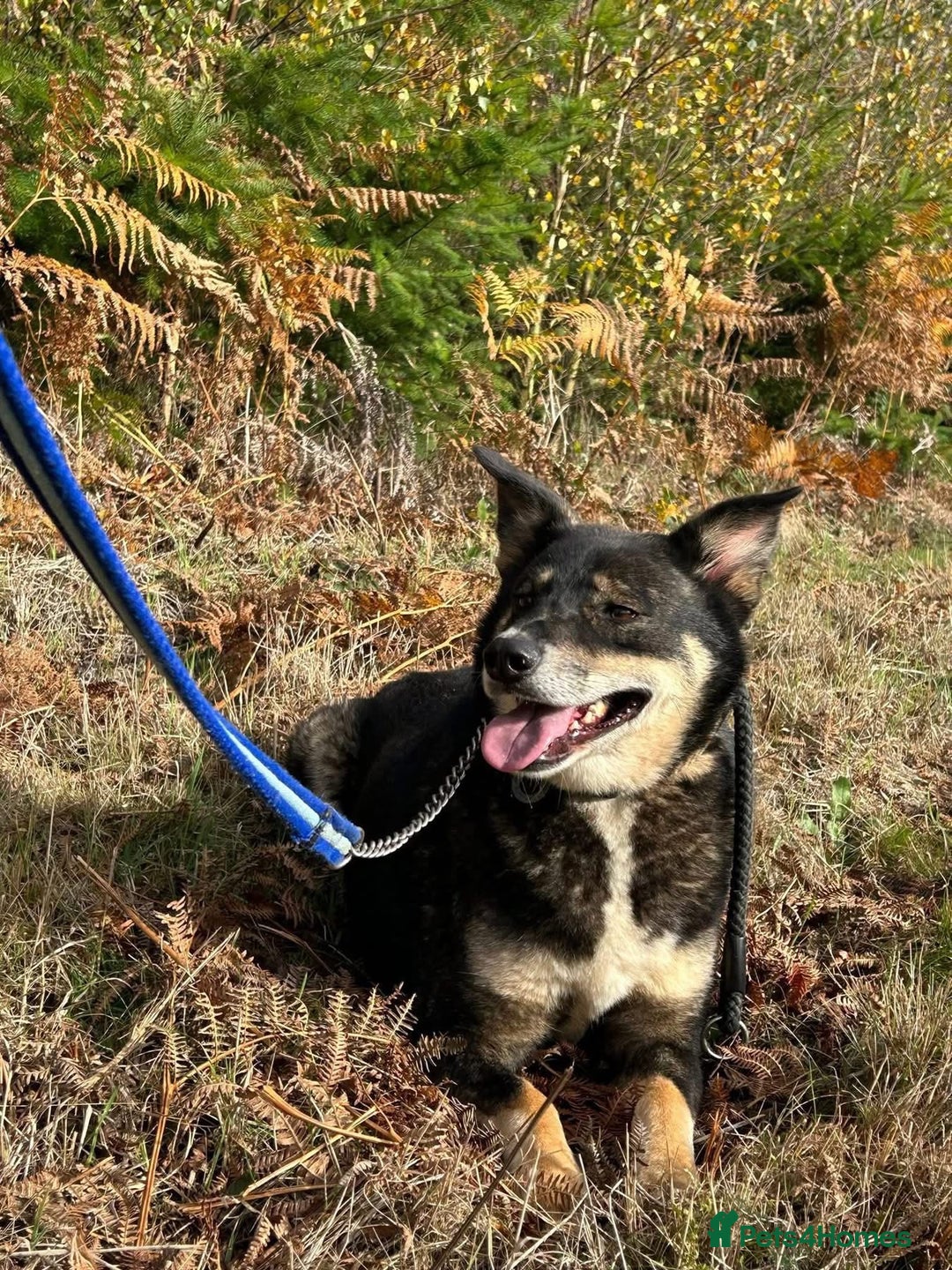 Mixed Breed dogs for adoption: Ben - Norwich Norfolk  - Advert 2