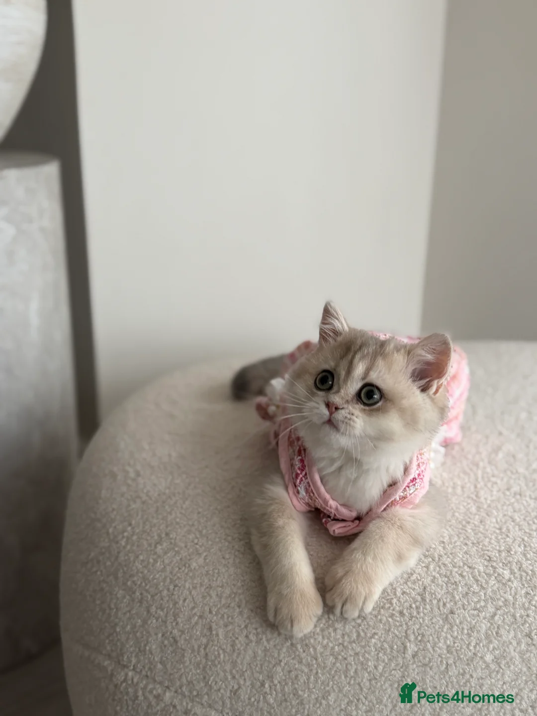 British Shorthair cats for sale: Blue Golden British Shorthair kitty - Advert 19