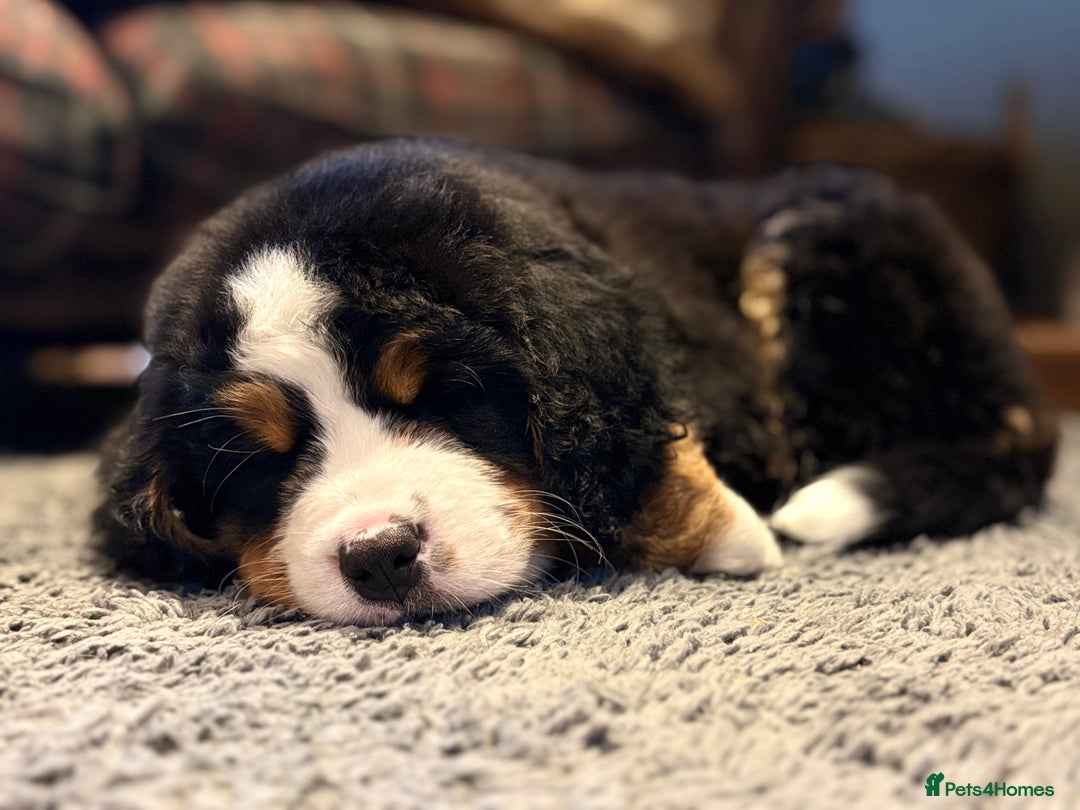 Bernese Mountain Dog dogs for sale: Beautiful Bernese Mountain puppies  - Advert 4