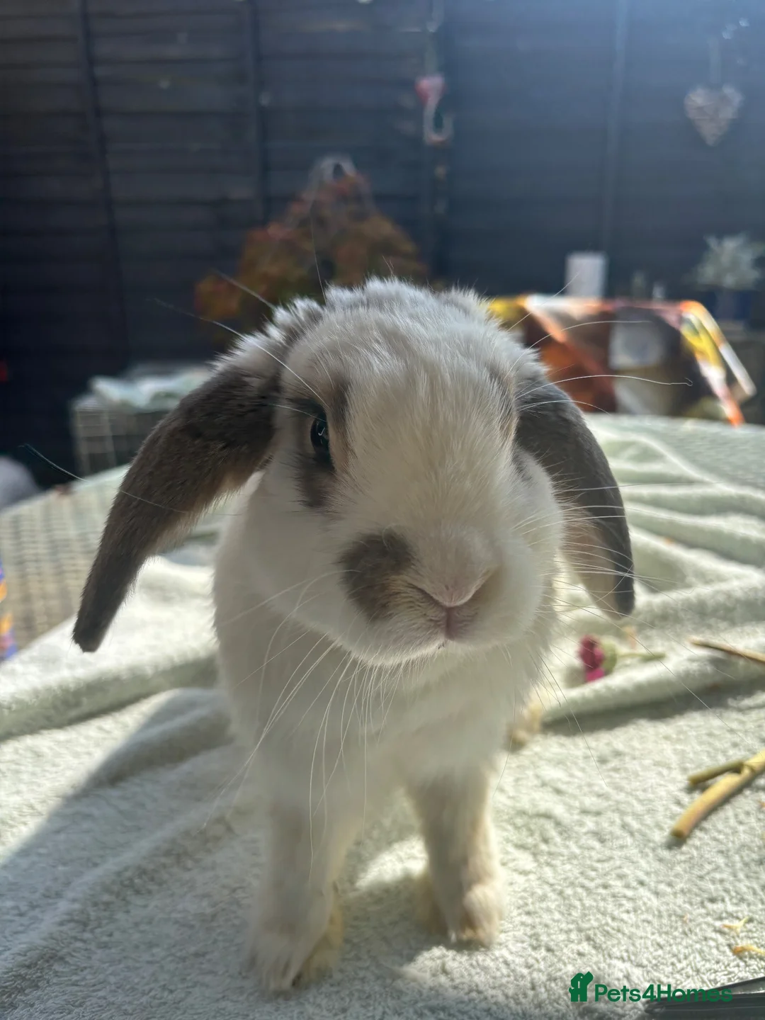 Lionhead rabbits for sale: Loving home wanted  - Advert 4