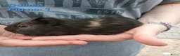 Guinea Pig rodents for sale: Cute 6 week old male guinea pigs - ginnywiggles - Advert 1