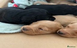 Mixed Breed dogs for sale: Lovely Cockapoo x miniature Labradoodle puppies!  - Advert 12