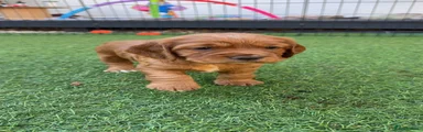 Cocker Spaniel 1