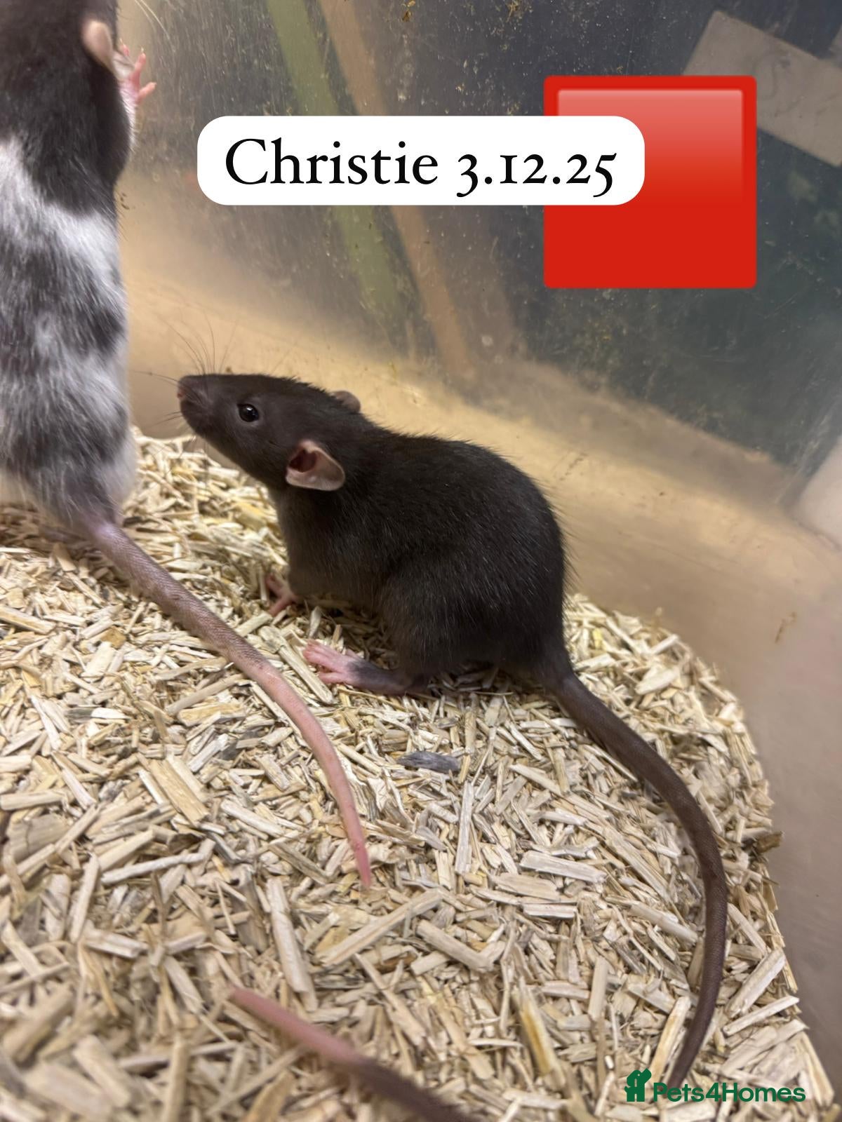 Rat rodents Baby full size and dwarf rats ready now and Feb - Advert 19