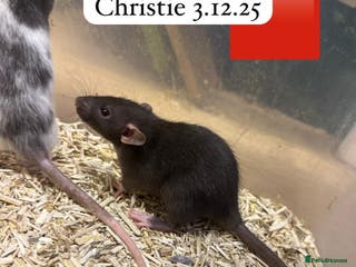 Rat rodents Baby full size and dwarf rats ready now and Feb - Advert 19