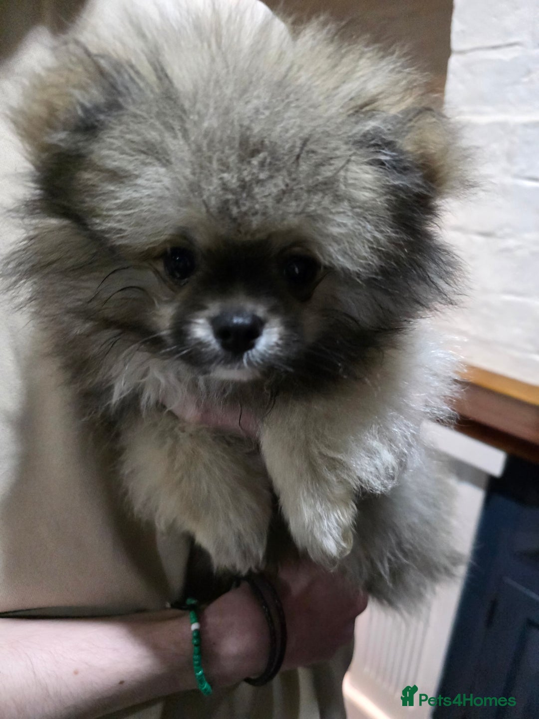 Pomeranian dogs for sale: 2 quality Kc registered Pomeranian boys - Advert 3