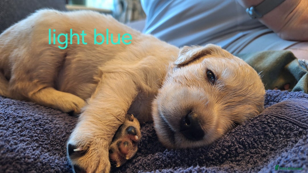 Golden Retriever dogs for sale: Golden Retriever pups - Image 6
