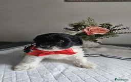 Cavapoo dogs for sale: Adorabile Cavapo Puppies  - Image 2
