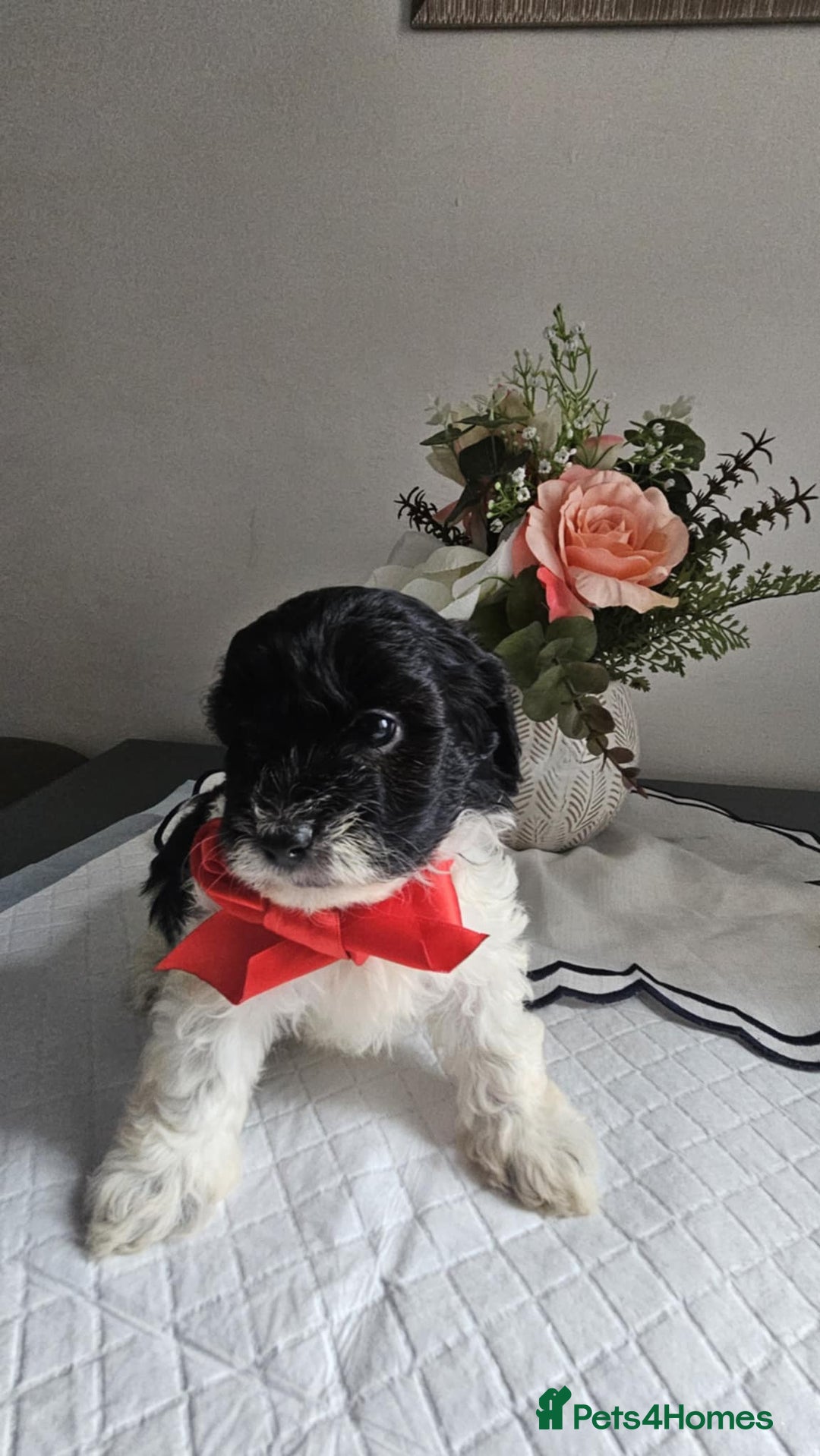 Cavapoo dogs for sale: Adorabile Cavapo Puppies  - Image 2