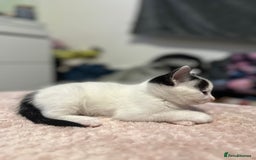 Domestic Shorthair cats for sale: Adorable Black & White Domestic Shorthair Kittens - Image 2