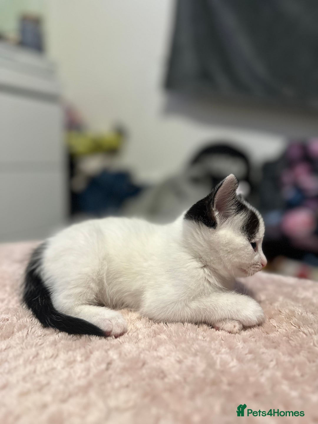 Domestic Shorthair cats for sale: Adorable Black & White Domestic Shorthair Kittens - Image 2