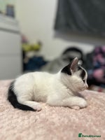 Domestic Shorthair cats - Advert 8